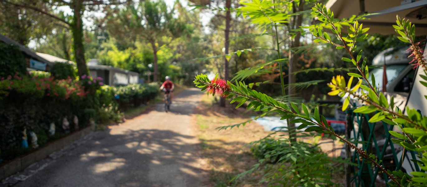piazzola pineta